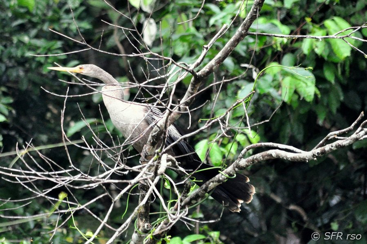 Schlangenhalsvogel im Nationalpark Cuyabeno in Ecuador