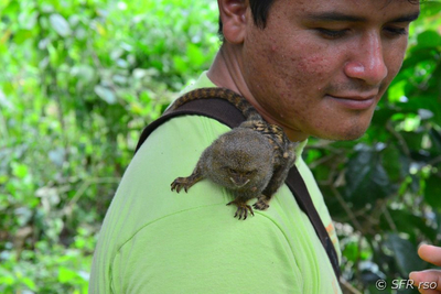 Pygmaeenaffe in Ecuador