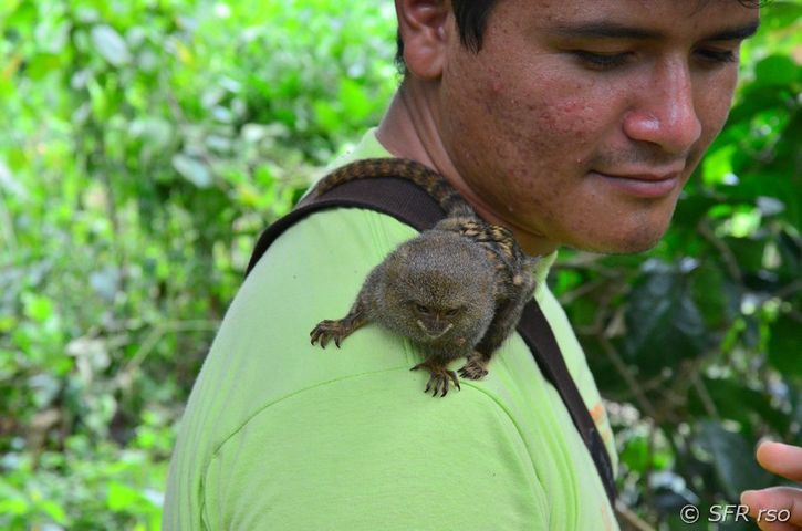 Pygmaeenaffe in Ecuador