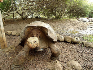 Schildkröte auf Galápagos