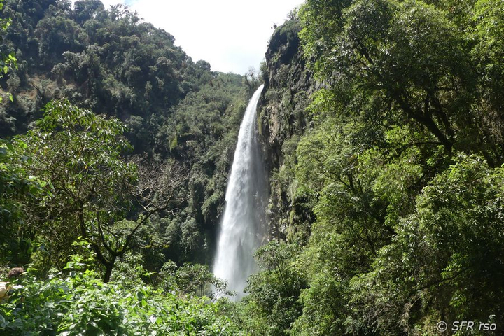 Vegetation am Condor Machay Wasserfall, Ecuador