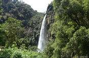 Vegetation am Condor Machay Wasserfall, Ecuador