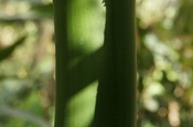Guadua Bambus in Ecuador