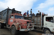 Viehtransporter in Santa Domingo, Ecuador