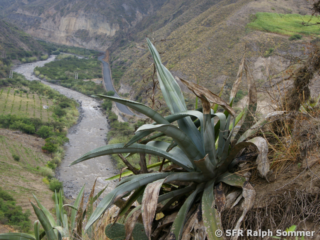 Agave Flusstal in Ecuador