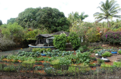 Campo Duro Öko Gemüseanbau, Galapagos