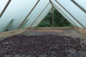 Kakao Trockner Plastikhaus in Ecuador
