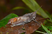 Langosta Romaleidae in Ecuador