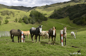 Pferde auf Reitfarm bei Cuenca in Ecuador