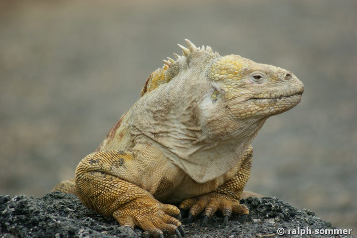 Drusenkopf Conolophus subcristatus Landleguan hellgelb Galapagos