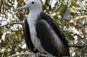 Fregattvogel in Mangroven, Ecuador