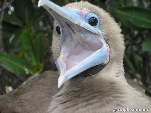 Rotfusstölpel Sula sula offener Schnabel Genovesa Galapagos