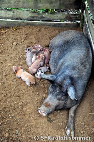Schwein mit Jungen in Ecuador