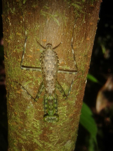 Insekt unbestimmt in Ecuador