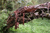 Papierbaum Stamm in Ecuador