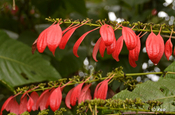 Warszewiczia Scheinblüten rot in Ecuador