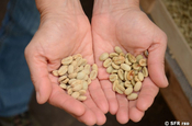 Kaffeebohnen getrocknet in Ecuador