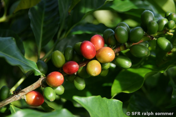 Kaffeekirschen Frucht in Ecuador
