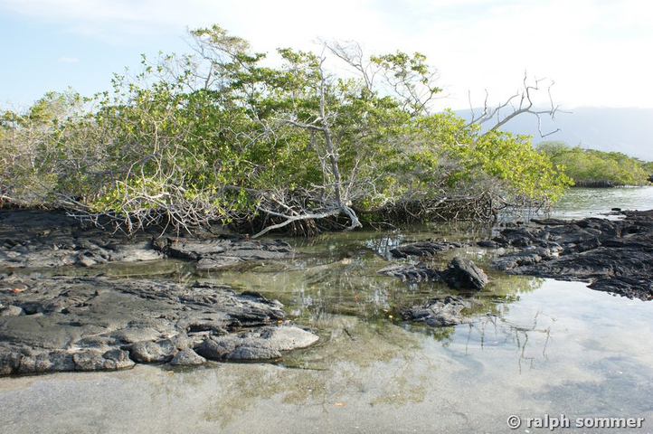 Mangrovenstrand Isabela Puerto Villamil Galapagos