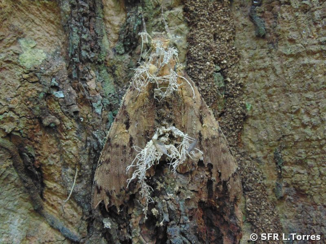 Motte Coryceps befallen in Ecuador