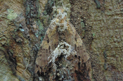 Motte Coryceps befallen in Ecuador