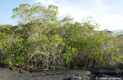 Rote Mangrove auf Fernandina, Galapagos