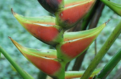 Heliconia stricta in Ecuador