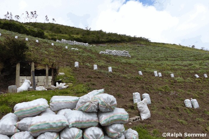 Kartoffelerntesäcke auf Feld in Ecuador