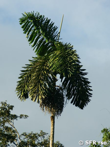 Pambil Palme in Ecuador