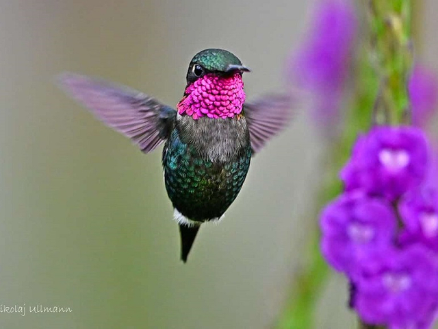 Kolibri Prachtkehlelfe Ecuador