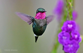 Kolibri Prachtkehlelfe Ecuador