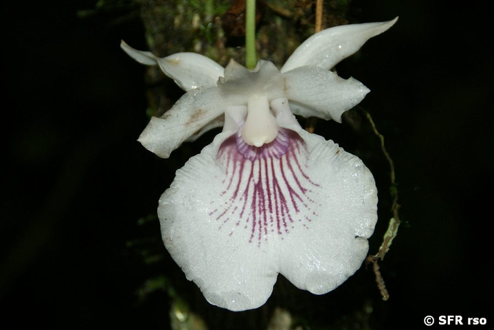Orchidee Sabralia Pulcherrima im Nationalpark Yasuni in Ecuador