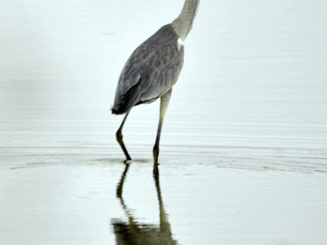 Reiher