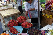 Erdbeeren und Brombeeren in Ecuador