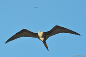 Fregattvogel weiblich Flug in Ecuador