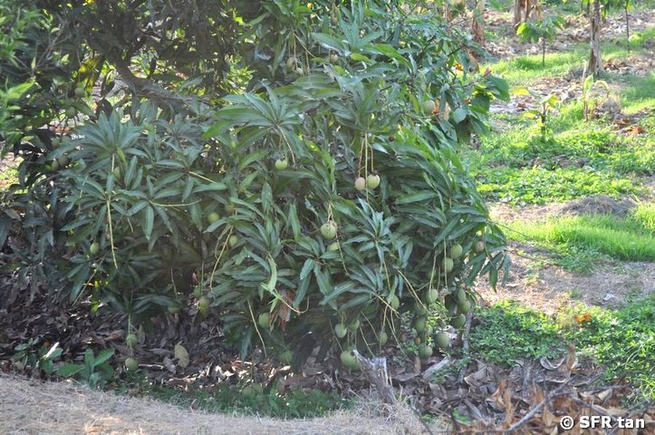 Mangobaum abgebrochener Ast in Ecuador