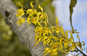 Orchidee