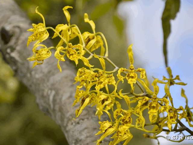 Orchidee