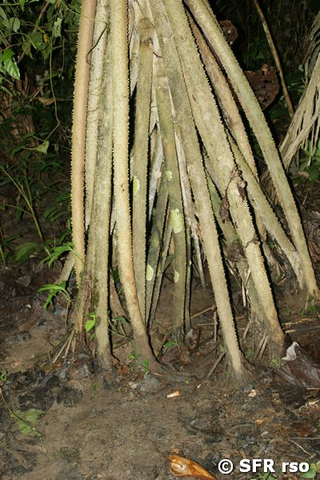 Pambil Wurzeln wandernd in Ecuador