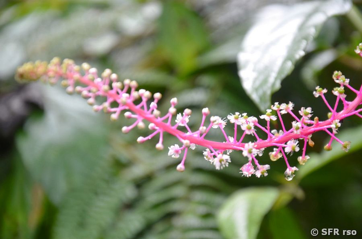 Phytolaccaceae, Ecuador