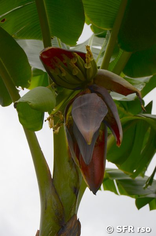 Bananen in Ecuador
