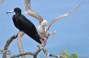Fregattvogel mit Fotfusstoelpel in Ecuador