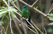 Langschwanz Hoeschenkolibri Eriocnemis Luciani Condor Machay Ecuador