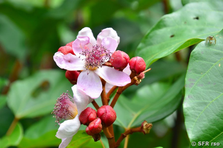 Lippenstiftfruchtblüte in Ecuador