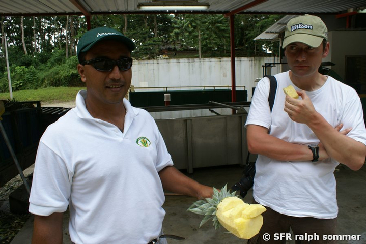 Ananas Verkostung in Ecuador