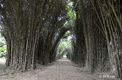 Bambushain am Río Palenque, Ecuador