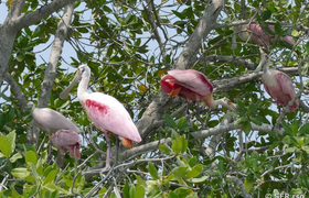 Rosalöffler Ecuador