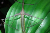 Stabheuschrecke Blatt in Ecuador
