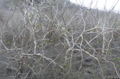 Weihrauchbaum Palo santo Wald Galapagos
