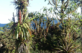Bergnebelwald Yanacocha